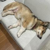 (Category: ) located in . Submitted by charliethehorgi (Listing ID 1470833374, Image 1). Description: .