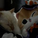 (Category: ) located in . Submitted by jajachandesu (Listing ID 1468770423, Image 1). Description: .
