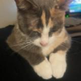 (Category: ) located in . Submitted by ppamila.closet (Listing ID 1471084478, Image 1). Description: .