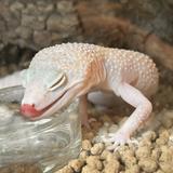 (分類:)位於 。 由 geckobunny412 提交(商品編號 1471039021,圖片 1)。簡介: 。